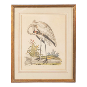 Mid 18th Century George Edwards Original Hand Colored Etching, Framed