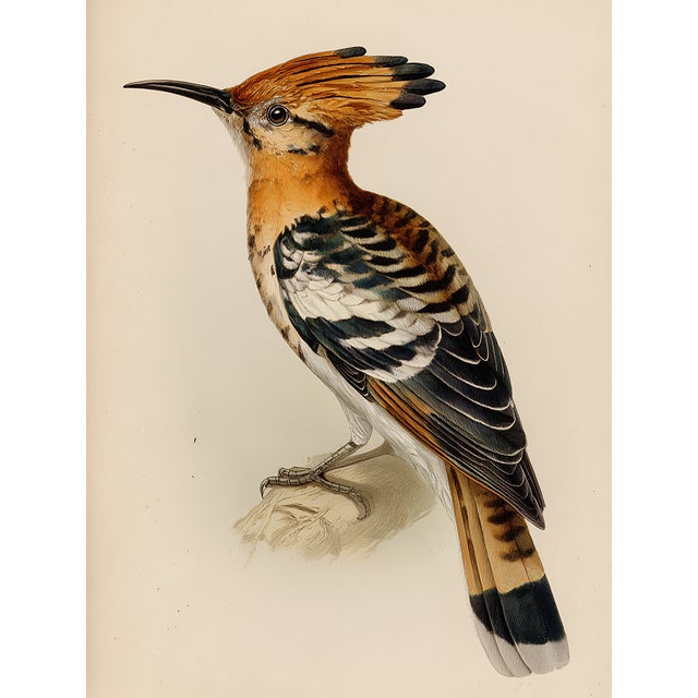 19th-Century Bird Illustrations — Fine Art Print Collection | Unframed For Sale - Image 6 of 17