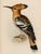 19th-Century Bird Illustrations — Fine Art Print Collection | Unframed For Sale - Image 6 of 17