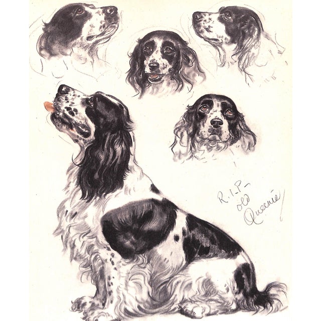 Paper "Diana Thorne's Dogs: An Album of Drawings" 1944 Thorne, Diana For Sale - Image 7 of 12