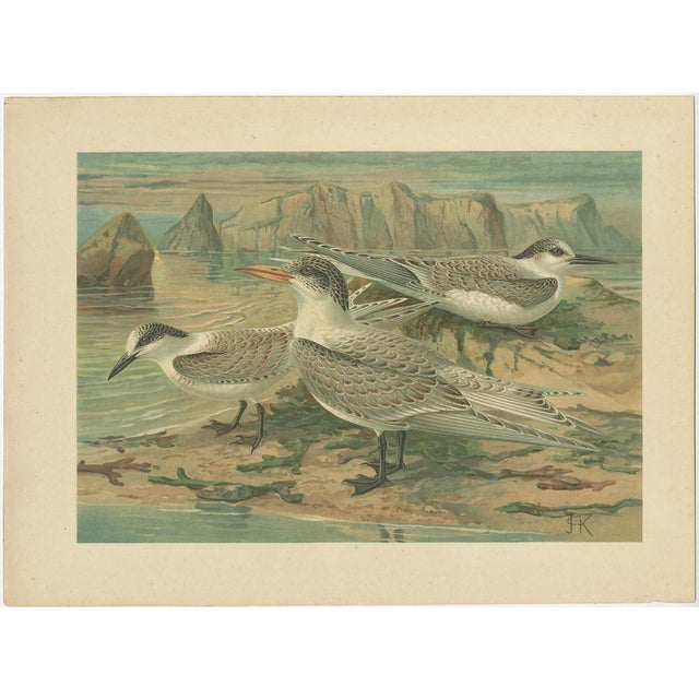 Illustrations of Seabirds Gulls, Terns & Skuas, 1890, Prints, Set of 6 For Sale - Image 5 of 10