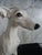 Vintage Porcelain Whippet For Sale - Image 4 of 5