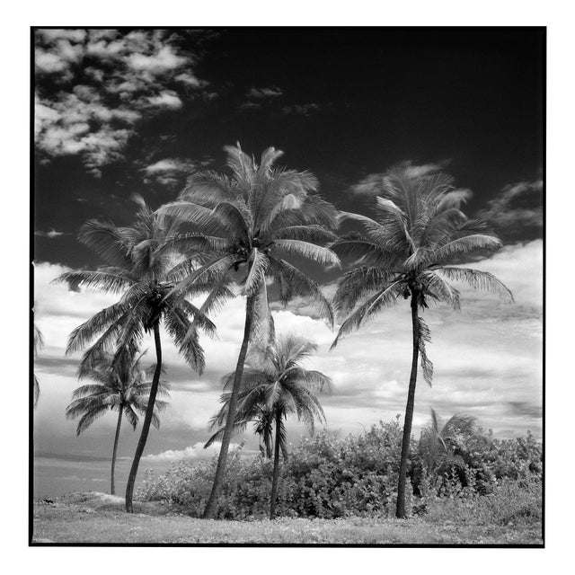 Paul Cooklin, Coconut Trees, Santa Maria, Edition of 50 For Sale