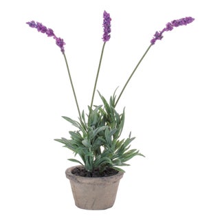 Potted Lavender 14.5"H For Sale