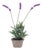 Potted Lavender 14.5"H For Sale