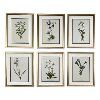 Framed Vintage Botanical Set of 6 -Authentic 1950s & 1960s Prints For Sale