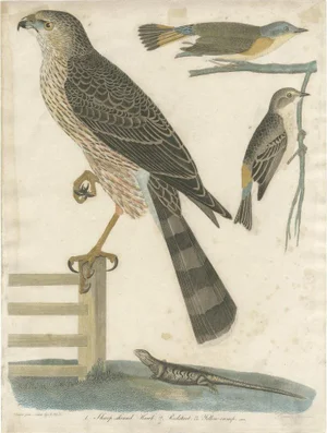 Wilson, Bird Illustration of the Red-Shinned Hawk, Redstart and a Warbler, 1820, Print