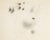 An abstract drawing titled "Fraudulent Garden" by the American artist William Itter (1942-2025). This drawing features...