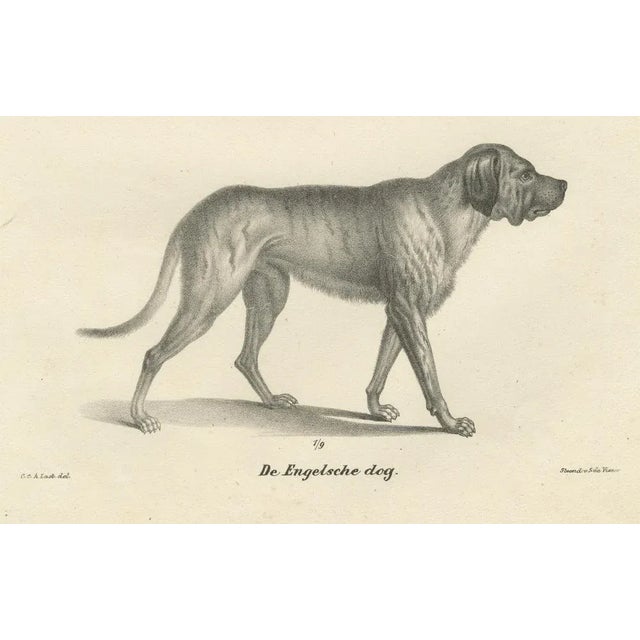 Greyhound and English Mastiff in Detail, 1836, Lithograph For Sale - Image 4 of 11
