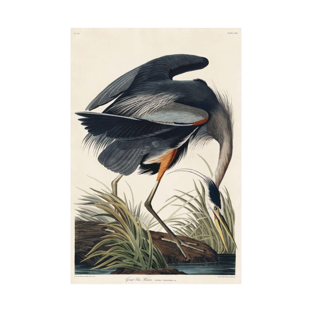 Paper Audubon Flamingo & Heron Set, Vintage Art Print Reproductions, 24″ × 36″ For Sale - Image 7 of 10
