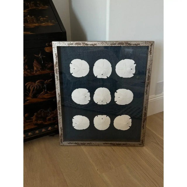 This is a beautifully framed coastal natural sand dollar show box picture with Ralph Lauren indigo blue colored raffia...