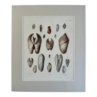 Pholas Shells, 19th Century Print For Sale