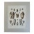 Pholas Shells, 19th Century Print For Sale