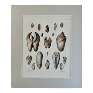Pholas Shells, 19th Century Print (Unframed)