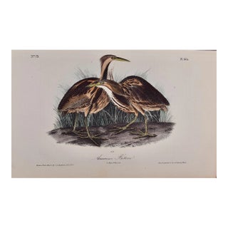 Audubon American Bittern: An Original 1st Ed. Audubon Hand-Colored Bird Lithograph, 1840 For Sale