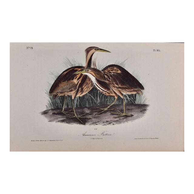 Audubon American Bittern: An Original 1st Ed. Audubon Hand-Colored Bird Lithograph, 1840 For Sale
