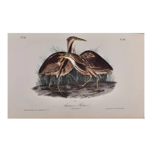 Audubon American Bittern: An Original 1st Ed. Audubon Hand-Colored Bird Lithograph, 1840
