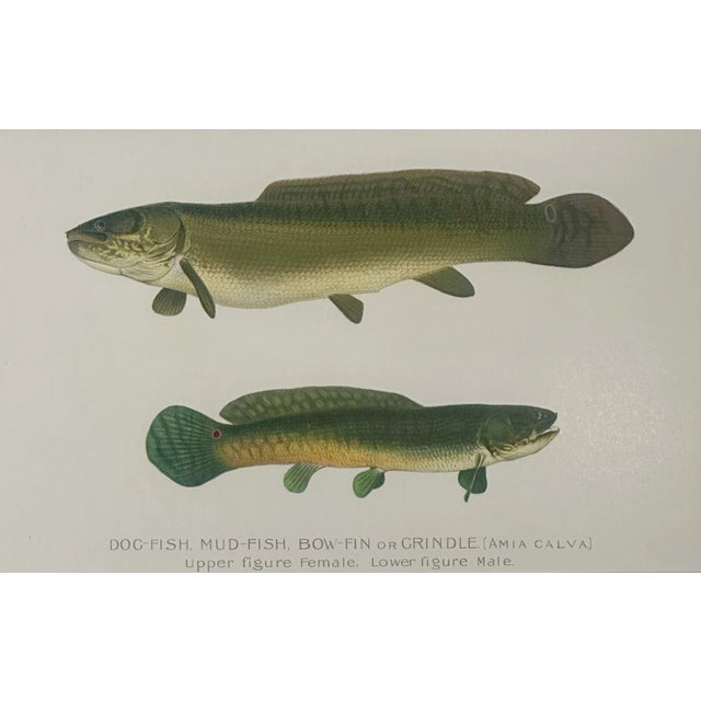 American Dogfish Male & Female, Circa 1903 For Sale - Image 3 of 3