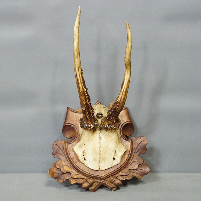 Set of Three Antique Roe Deer Trophies on Carved Plaques Germany Ca. 1900 For Sale - Image 4 of 7