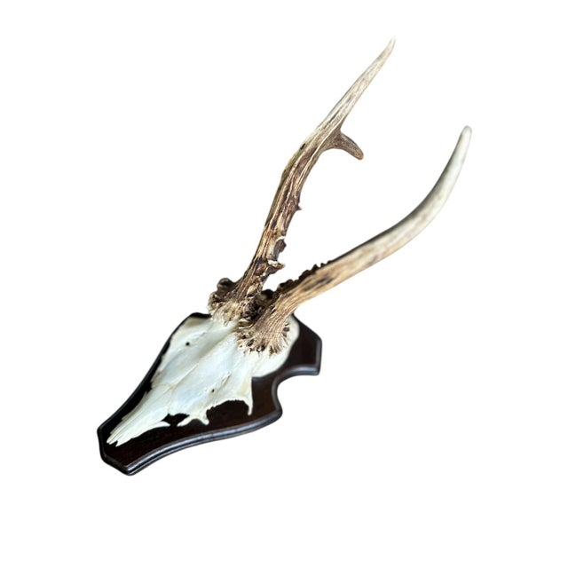 1980s Roe Deer Trophy #4 Black Forest Antlers Taxidermy For Sale - Image 4 of 5