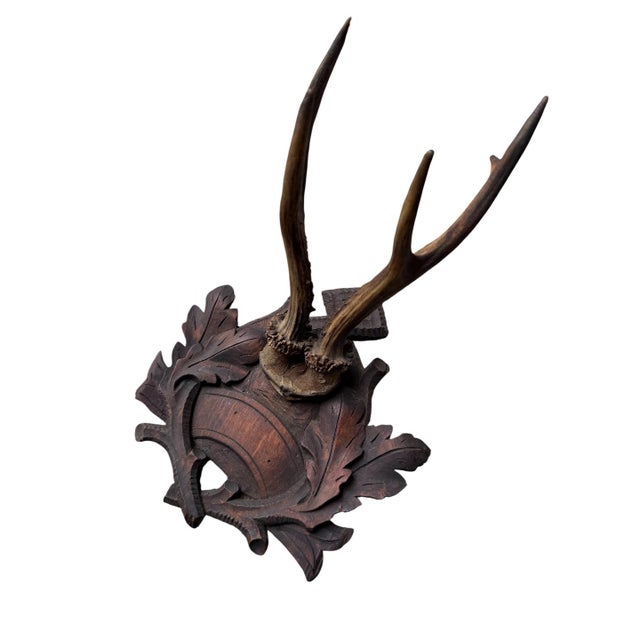 Roe deer trophy on wood carved plaque