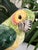 Ceramic Vintage Italian Majolica Ceramic Parrot Figurine Hand Painted Made in Italy Bird on Branch For Sale - Image 7 of 10