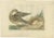 Paper Sepp & Nozeman, Female Garganey Duck, 1789, Paper For Sale - Image 7 of 7