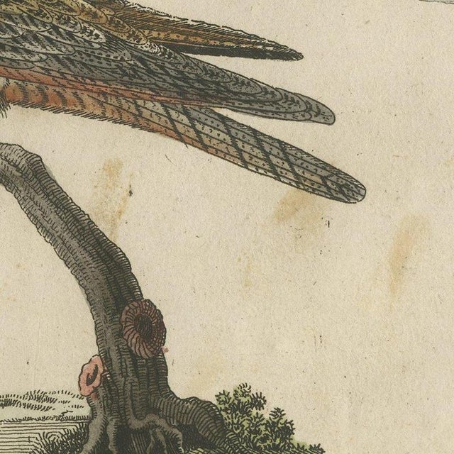 Paper Bertuch, Swallows, Swifts and Nightjar, 1805, Print For Sale - Image 7 of 12