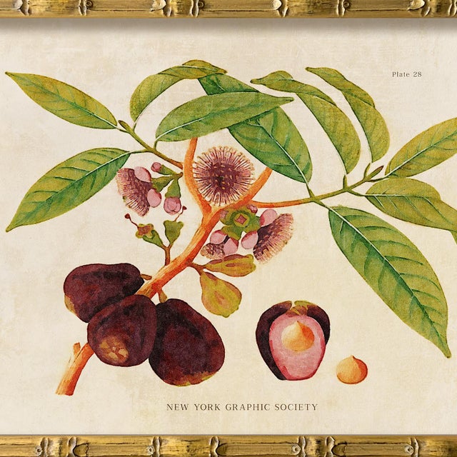 Illustration Reproduction Giclee Print of Vintage Fruit & Flowers (3) Art Print, Framed For Sale - Image 3 of 6