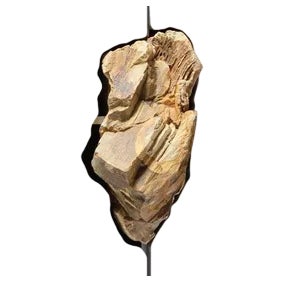 Cabinet with Petrified Oak by Pierre De Valck For Sale