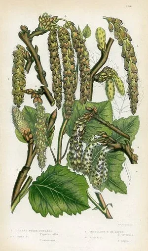 1860s, Poplar Tree Print, Original Lithograph by Anne Pratt