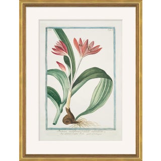 Hortus Romanus 1772-1793 XXIII Framed Art Print For Sale