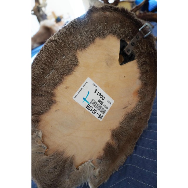Whitetail Deer 9 Point Mount Head and Bust For Sale - Image 18 of 18