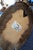 Whitetail Deer 9 Point Mount Head and Bust For Sale - Image 18 of 18