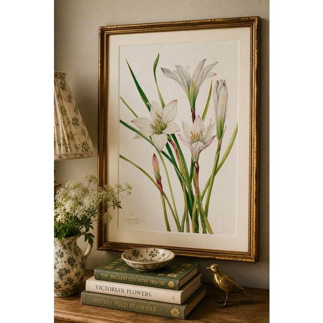 Illustration Atamasco Lily, Vintage Botanical Art Print Reproduction by Mary Vaux Walcott, 16" X 24" For Sale - Image 3 of 10