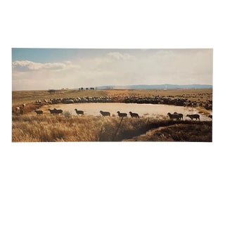 "Counting Sheep" Contemporary Landscape Photograph from The Estate of Gleb Derujinsky For Sale