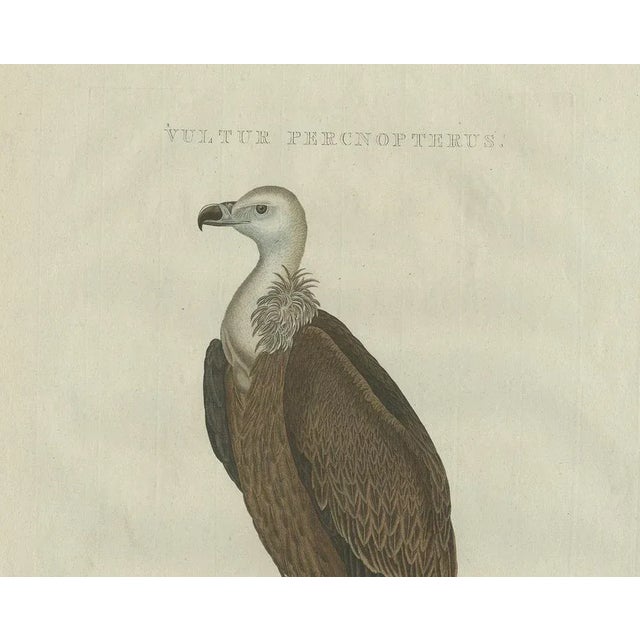 After Sepp & Nozeman, Vulture, 1770, Print For Sale - Image 3 of 7