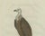 After Sepp & Nozeman, Vulture, 1770, Print For Sale - Image 3 of 7