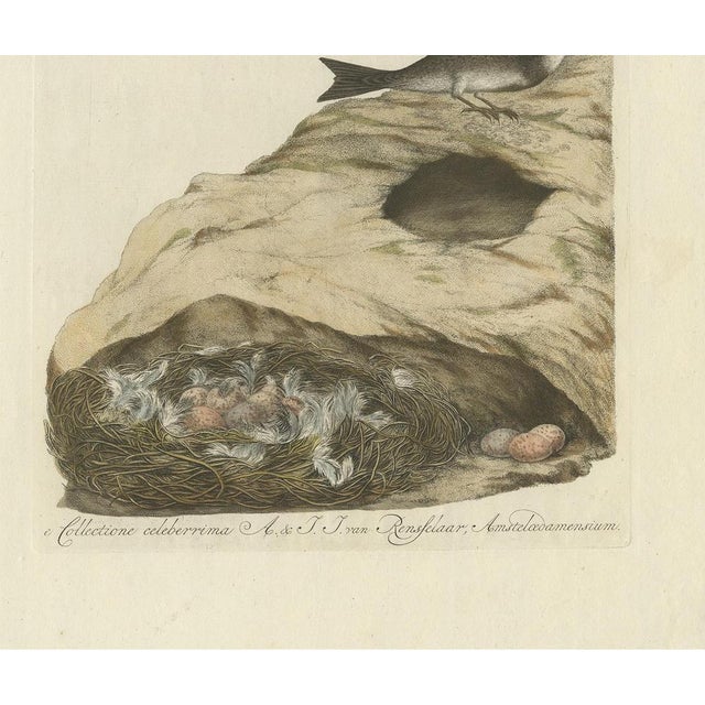 Sepp & Nozeman, Bird Illustration of the Sand Martin, 1770, Print For Sale - Image 4 of 5