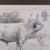 1980s Artist's Proof Sketch, English, Framed Drawing, Barry Driscoll, Chillingham Bull For Sale - Image 5 of 10