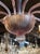 Modern Modern Lavender Murano Glass 10 Arm Chandelier. For Sale - Image 3 of 9
