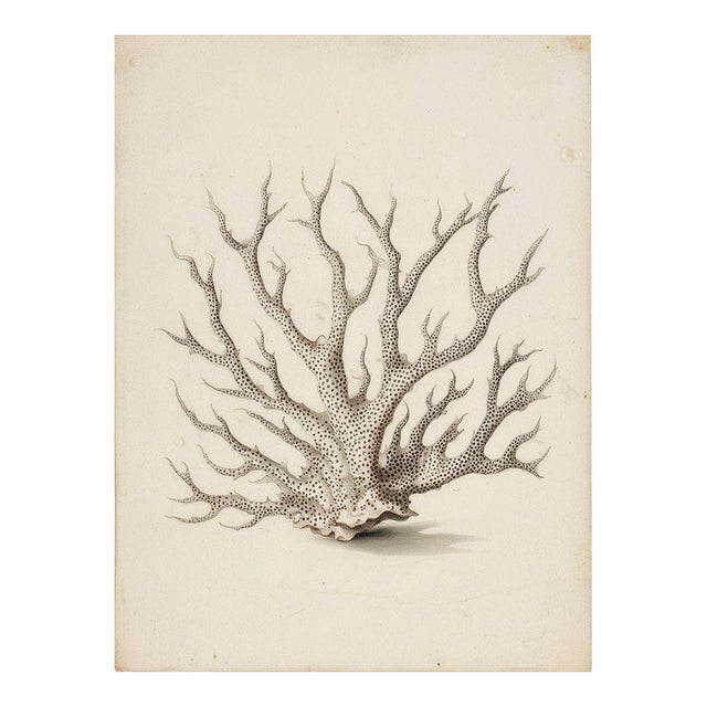 White Coral Botanical Fine Art Print No. 4 - Natural History Coastal Illustration | Neutral Color Palette For Sale
