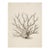 White Coral Botanical Fine Art Print No. 4 - Natural History Coastal Illustration | Neutral Color Palette For Sale