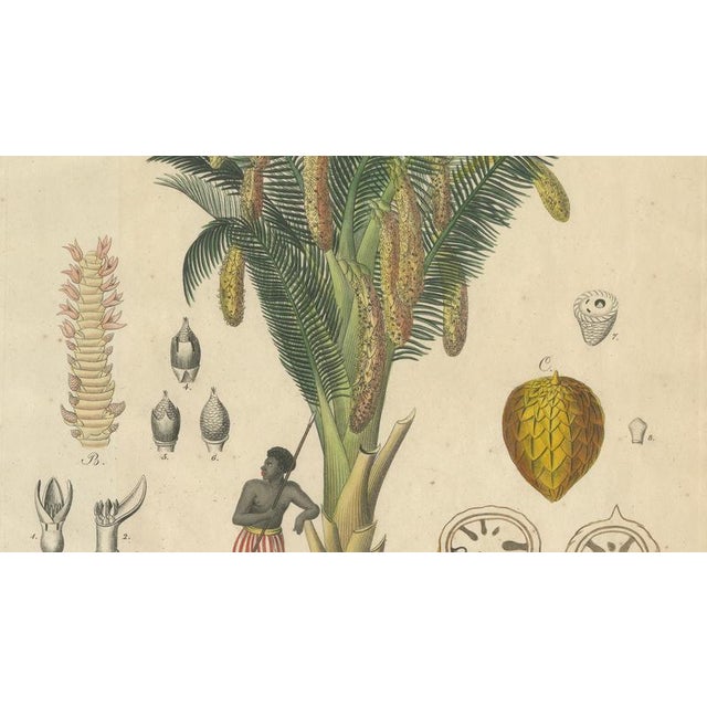 Antique Sago Palm Botanical Print, 1831 For Sale - Image 4 of 10