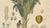 Antique Sago Palm Botanical Print, 1831 For Sale - Image 4 of 10