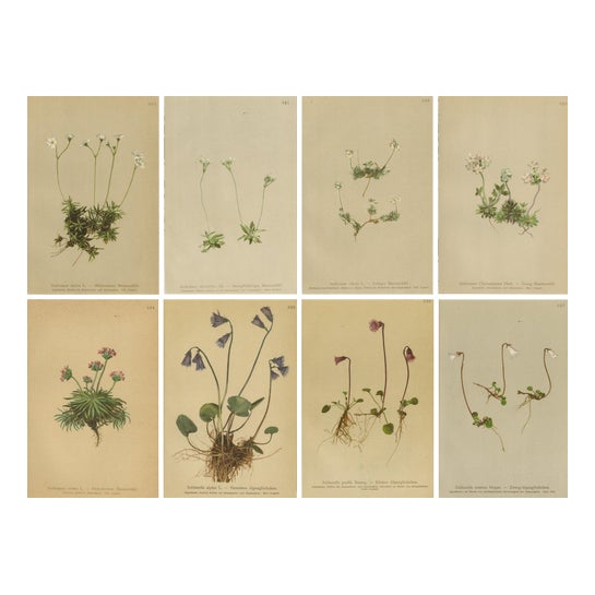 Alpine Flower Prints, 1897, Set of 8 For Sale