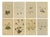 Alpine Flower Prints, 1897, Set of 8 For Sale