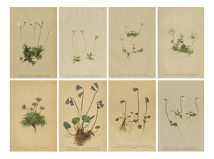 Alpine Flower Prints, 1897, Set of 8