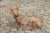 A vintage American concrete deer sculpture with iron antlers and weathered patina. Born during the first half of the 20th...