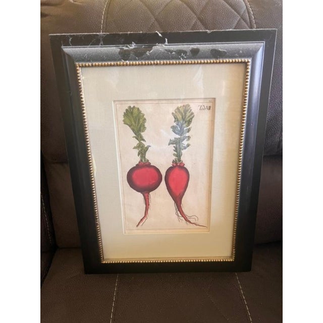 English Vintage Botanical Radish Print For Sale - Image 3 of 3